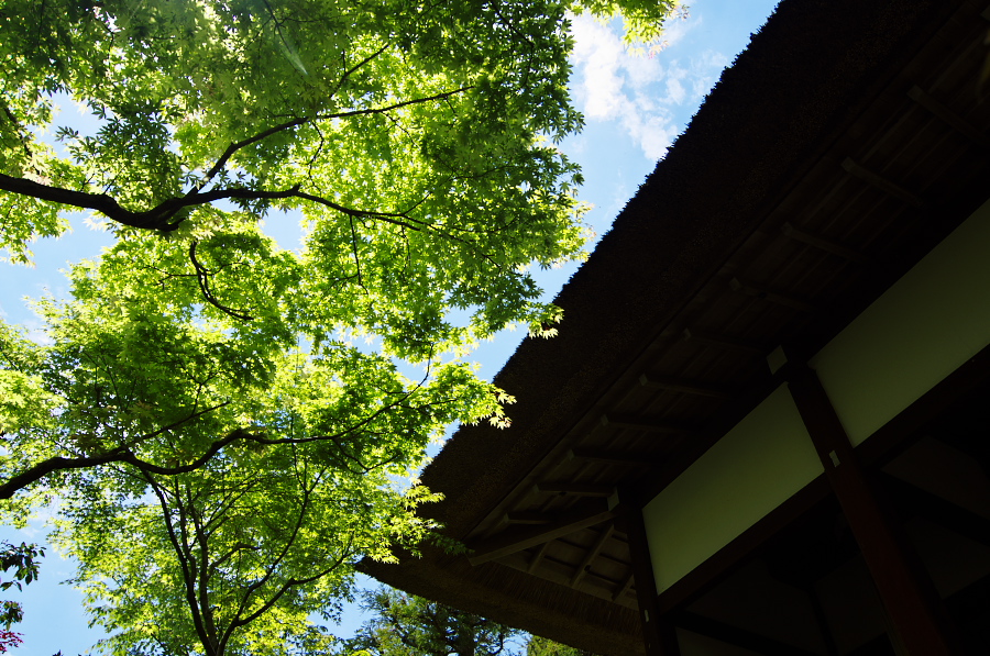 IMGP3386.jpg(492214 byte)