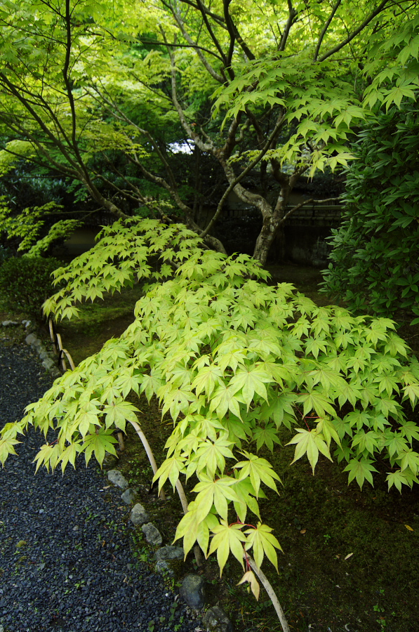 IMGP3535.jpg(565157 byte)