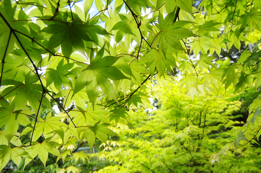 IMGP3538.jpg(463717 byte)