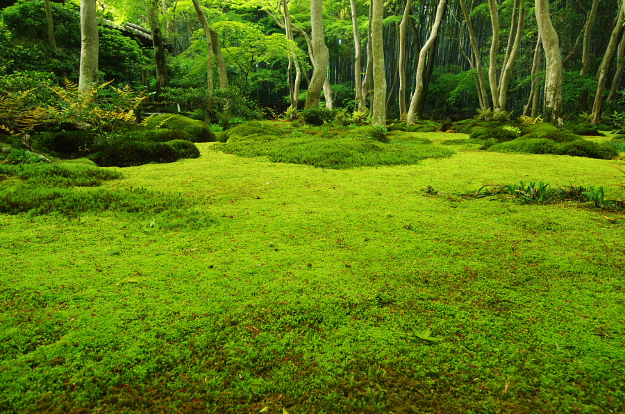 IMGP3556.jpg(656026 byte)