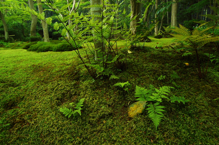 IMGP3575.jpg(628593 byte)