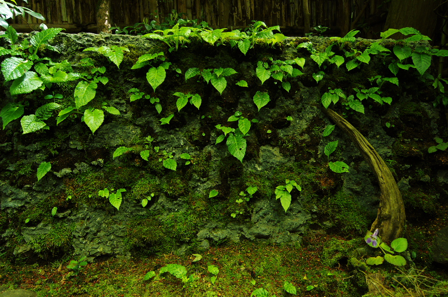 IMGP3584.jpg(602543 byte)