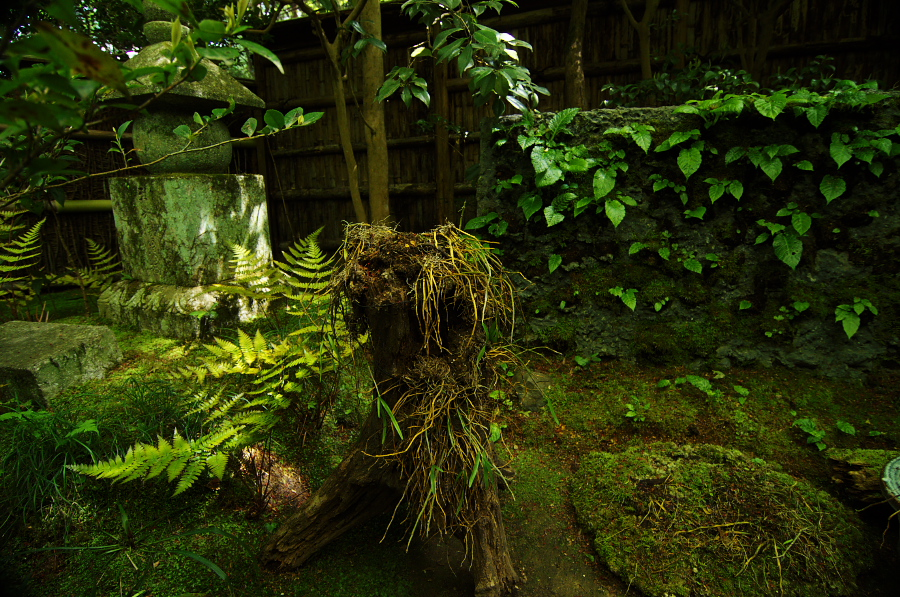 IMGP3586.jpg(537361 byte)