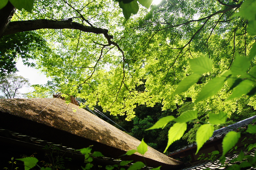 IMGP3620.jpg(643955 byte)