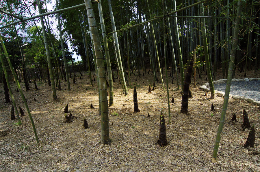 IMGP3632.jpg(598148 byte)