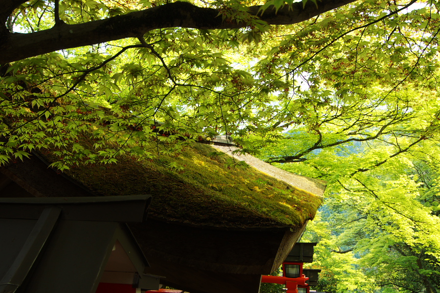 IMGP4061.jpg(580248 byte)