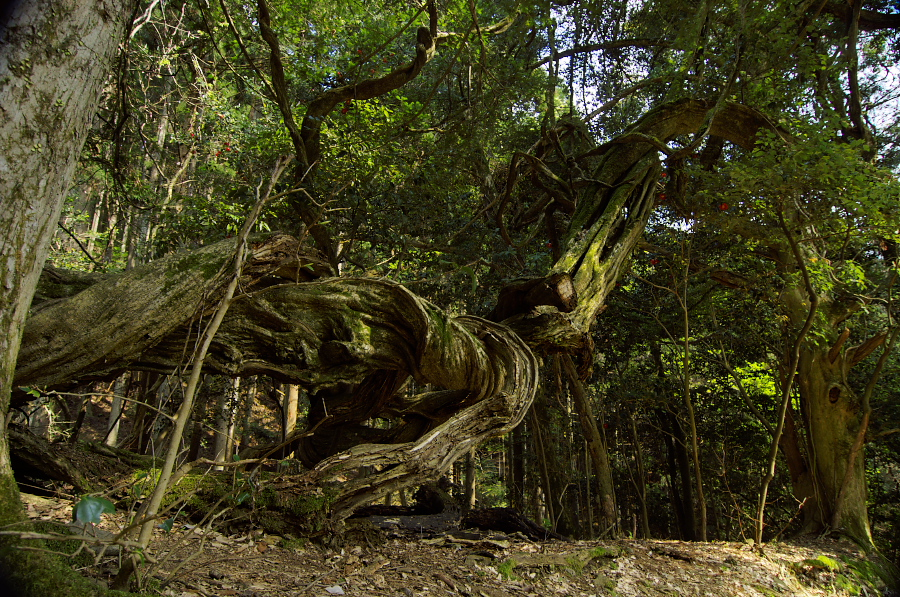 IMGP4069.jpg(623179 byte)