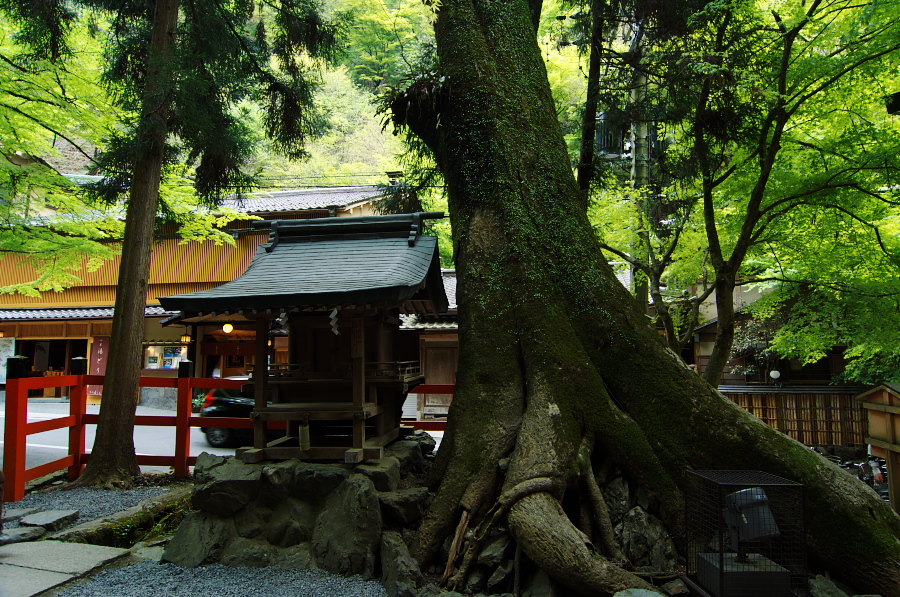 IMGP4097.jpg(559906 byte)