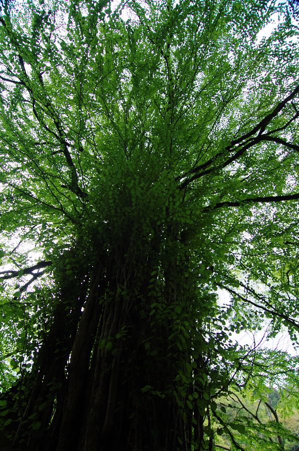 IMGP4111.jpg(675753 byte)