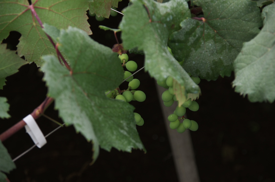 IMGP7306.jpg(168391 byte)