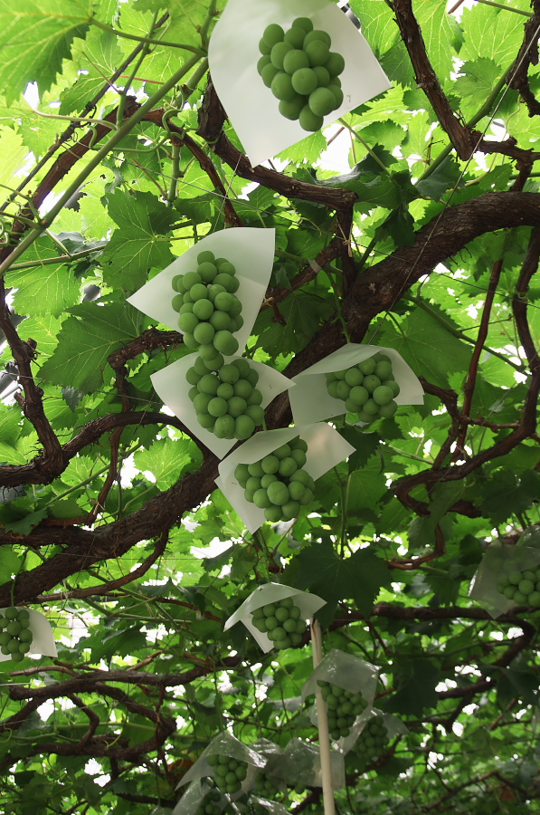 IMGP7367.jpg(462869 byte)