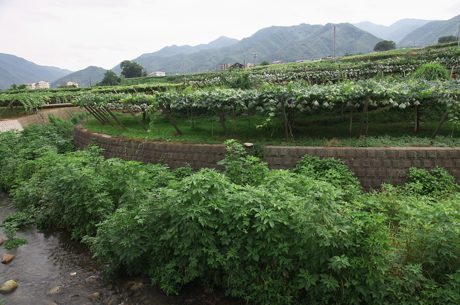 IMGP7647.jpg(462427 byte)