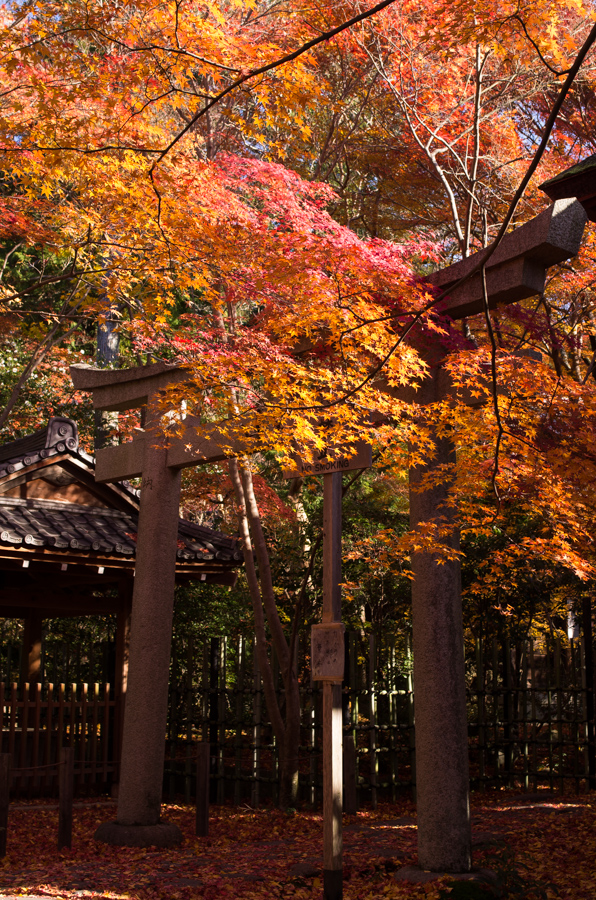 IMGP8182.jpg(722041 byte)