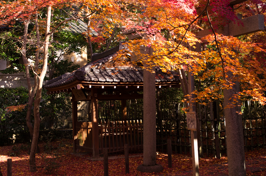 IMGP8183.jpg(657987 byte)