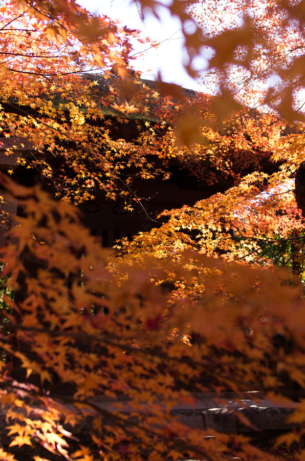 IMGP8188.jpg(578980 byte)