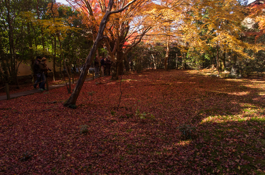 IMGP8246.jpg(650067 byte)