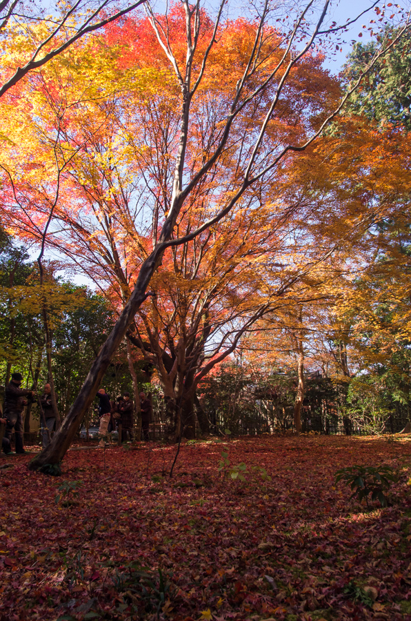 IMGP8249.jpg(759511 byte)