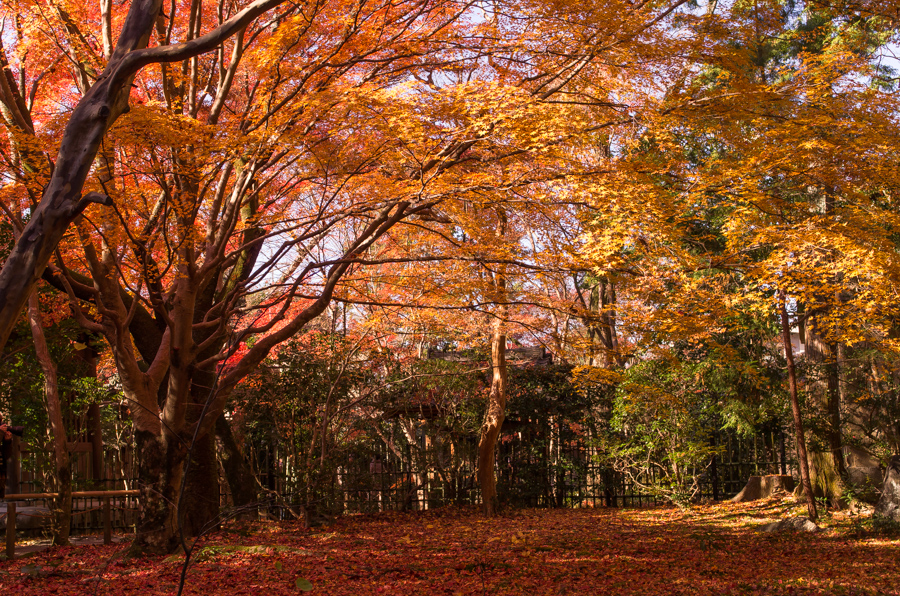 IMGP8258.jpg(823988 byte)