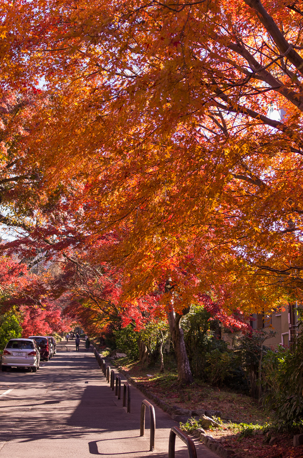 IMGP8296.jpg(819952 byte)