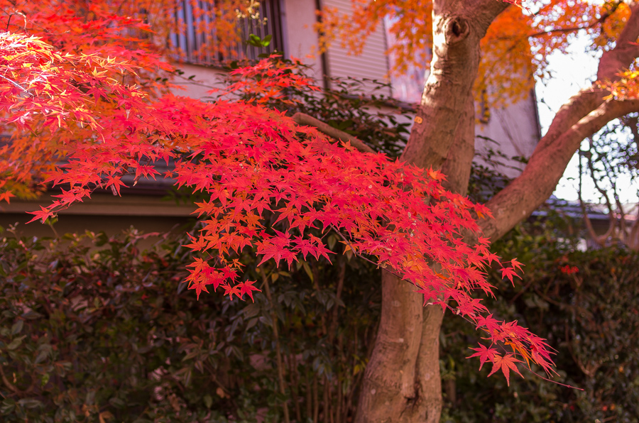 IMGP8300.jpg(510951 byte)