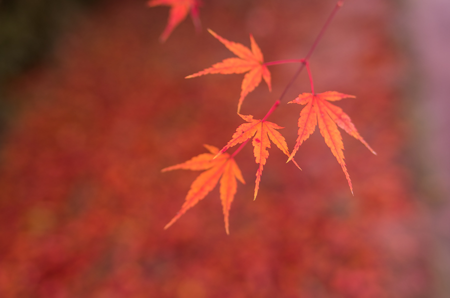 IMGP8301.jpg(162066 byte)