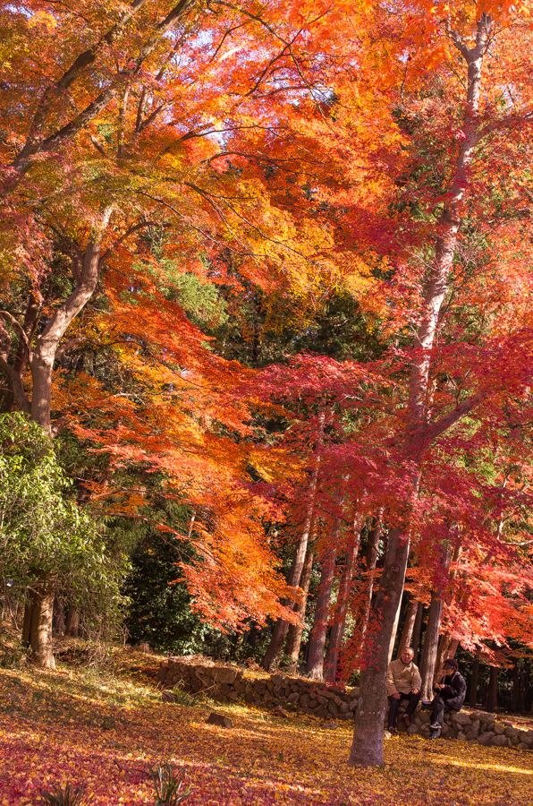 IMGP8307.jpg(878101 byte)