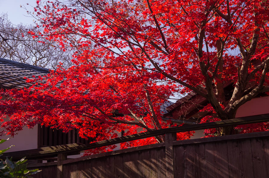 IMGP8342.jpg(715681 byte)