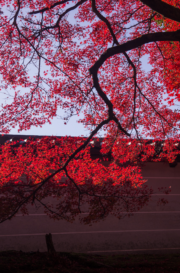 IMGP8356.jpg(708180 byte)