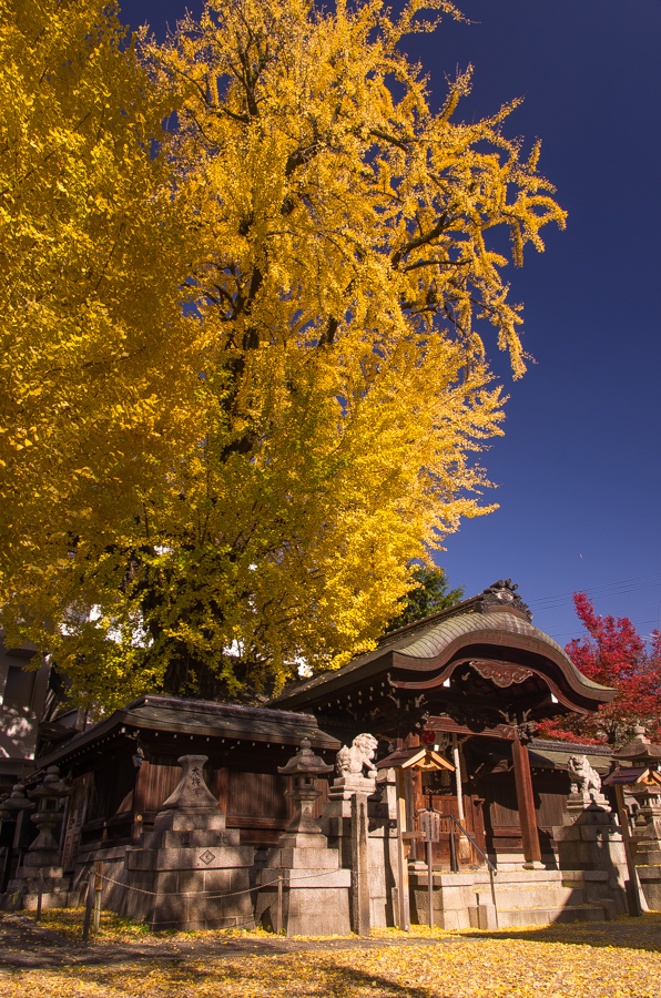 IMGP8378.jpg(696300 byte)