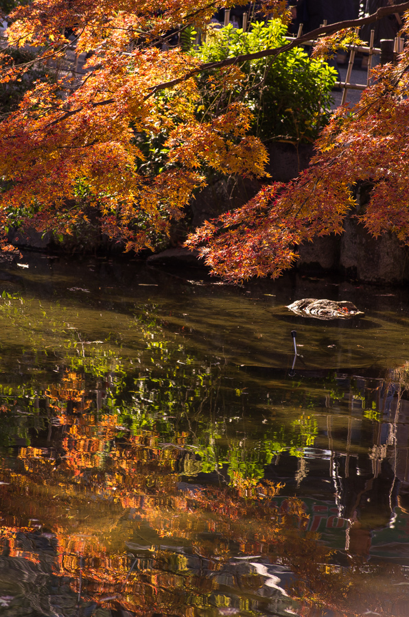 IMGP8410.jpg(671572 byte)