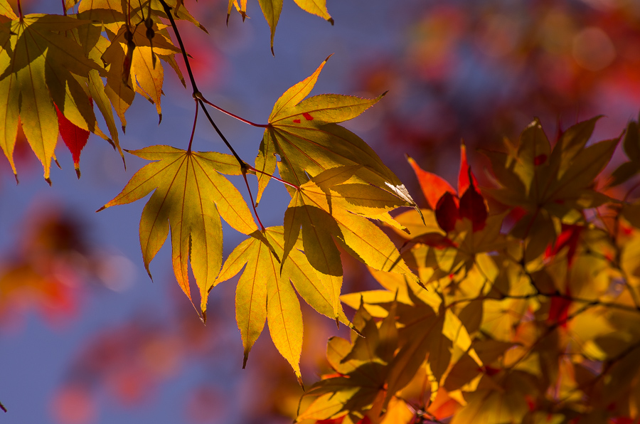 IMGP8439.jpg(339405 byte)