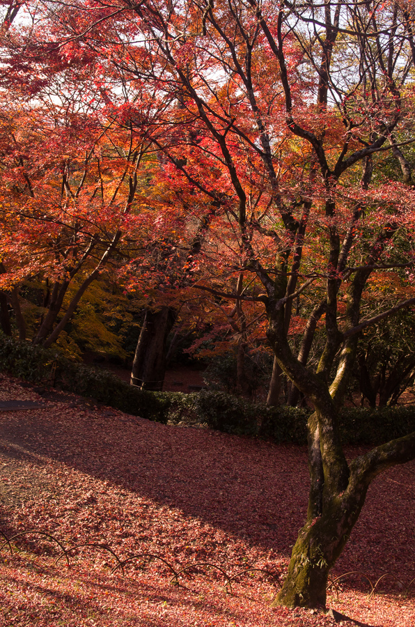 IMGP8576.jpg(766830 byte)