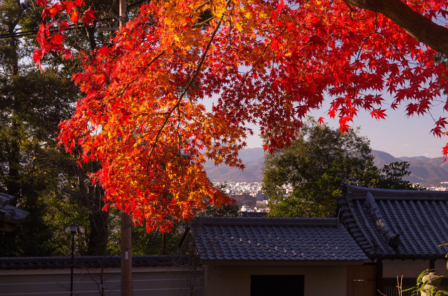 IMGP8515.jpg(668258 byte)