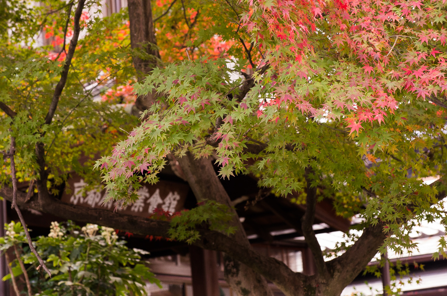 IMGP8728.jpg(558008 byte)