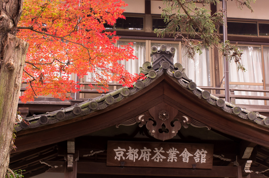 IMGP8733.jpg(516526 byte)