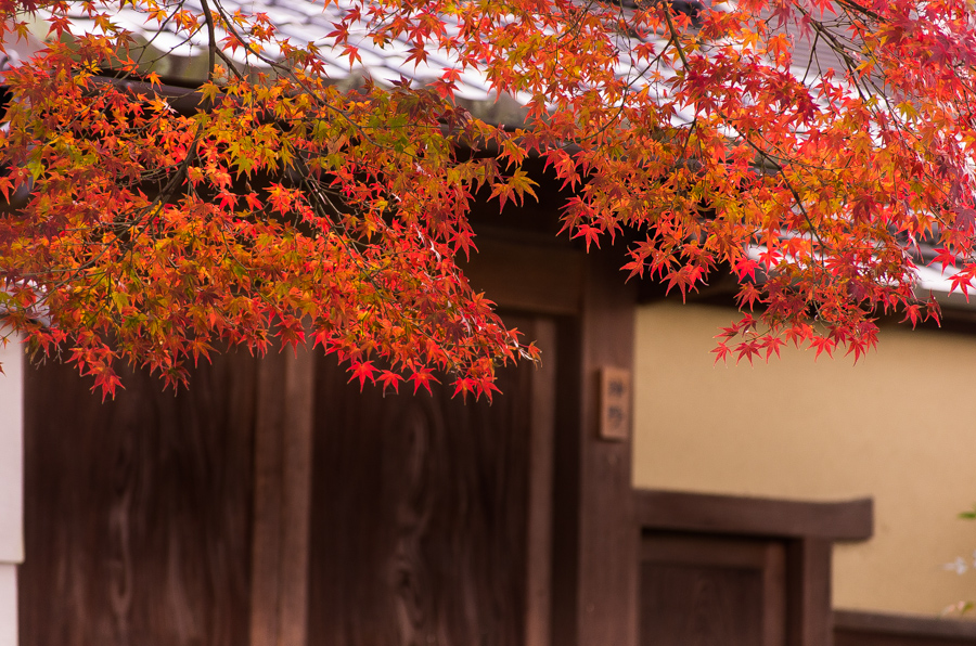 IMGP8741.jpg(539508 byte)