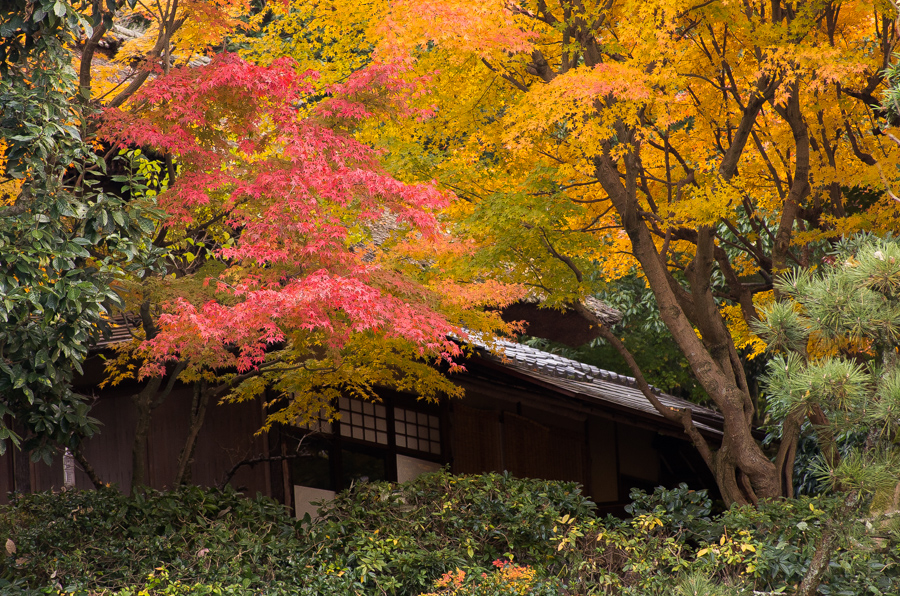 IMGP8776.jpg(723327 byte)