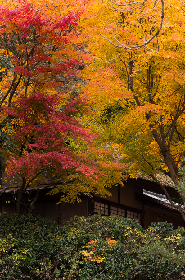 IMGP8779.jpg(753044 byte)