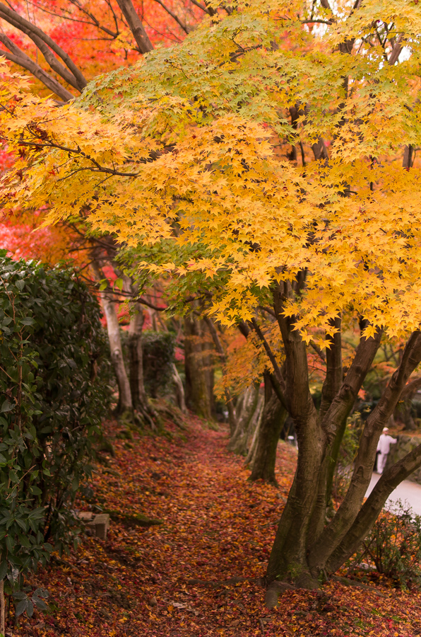 IMGP8895.jpg(674382 byte)