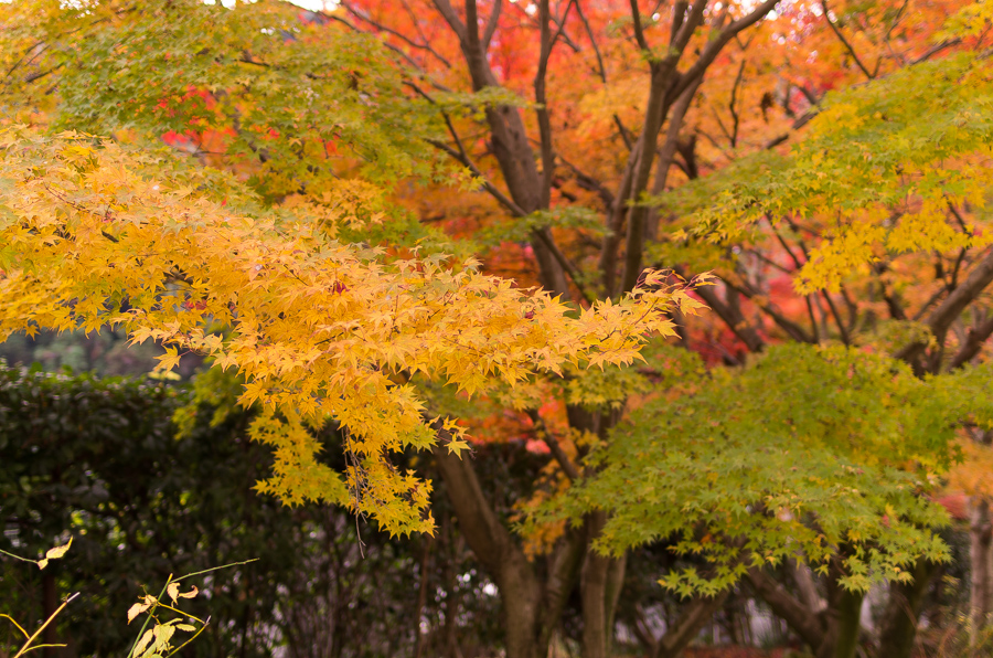 IMGP8898.jpg(527208 byte)