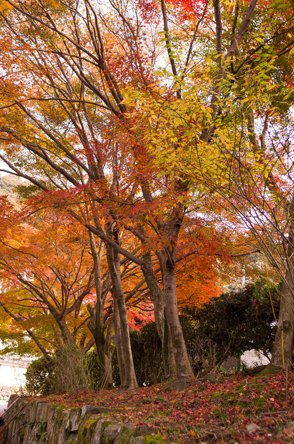 IMGP8919.jpg(853651 byte)