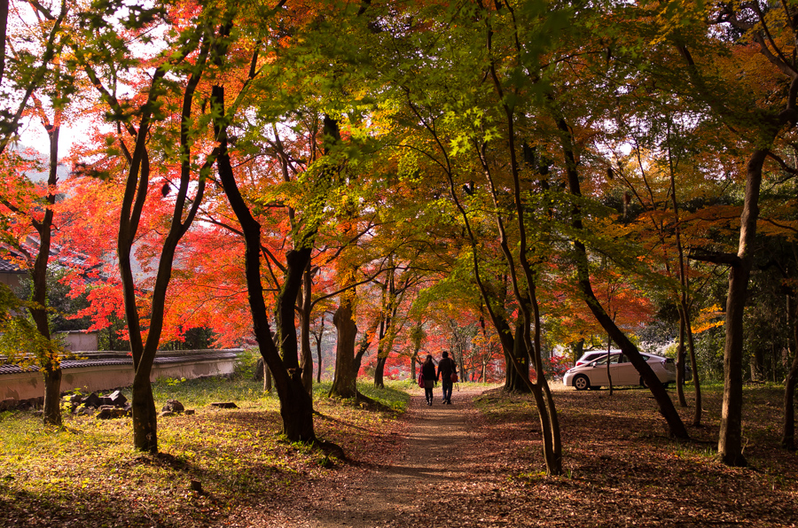 IMGP8920.jpg(780780 byte)