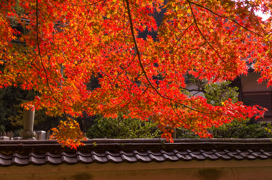 IMGP8935.jpg(824922 byte)