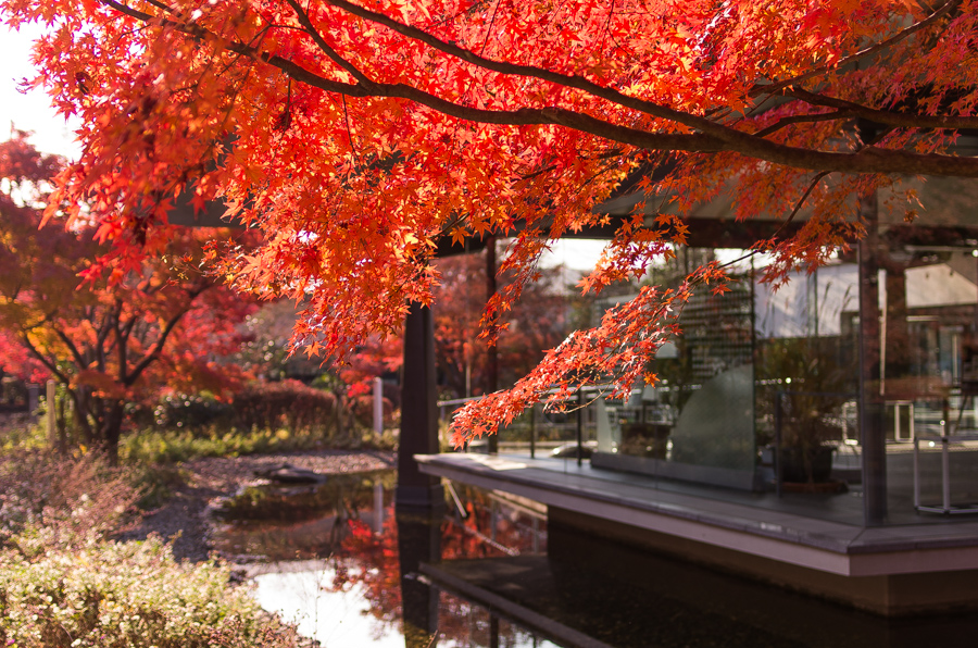 IMGP8975.jpg(596485 byte)