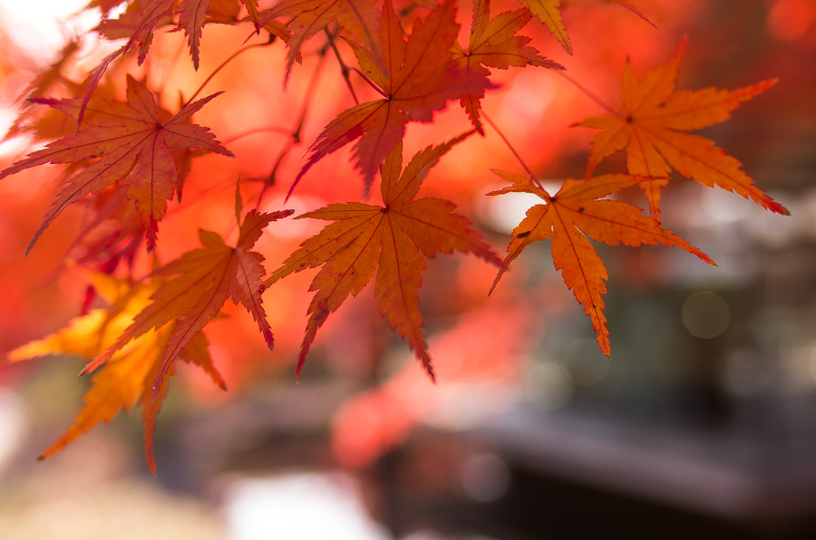 IMGP8980.jpg(276572 byte)