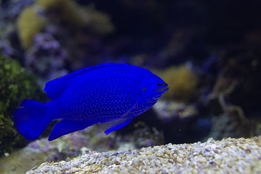 ���H������