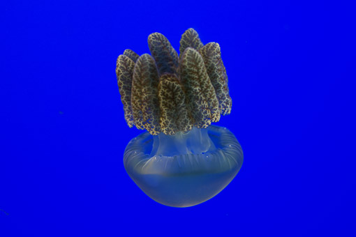 ���H������