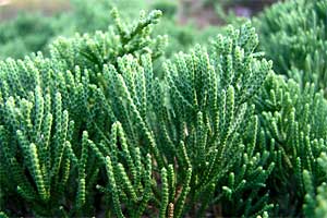 ���������ԉ�