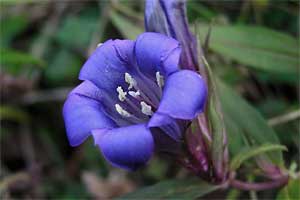 ���������ԉ�