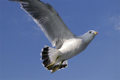 ���M�ό��D�@�����ߕ�